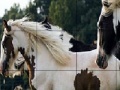 Jeu Cute spotted horses slide puzzle