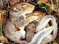 Jeu Sleepy squirrels slide puzzle
