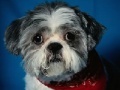Jeu Dog Jigsaw -2