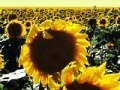 Jeu Sunflowers jigsaw