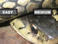 Jeu Garter Snake Jigsaw Puzzle