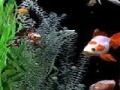 Jeu Jigsaw: fish