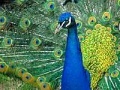 Jeu Puzzles Peacock
