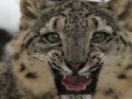 Jeu Snow Leopard Slider