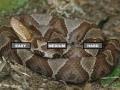 Jeu Puzzle Copperhead