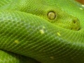 Jeu Snakes hidden images