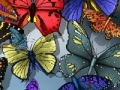 Jeu Find the spot butterflies