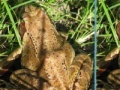 Jeu Frogs Differences