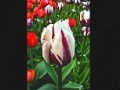 Jeu Tulip flower