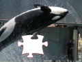 Jeu Killer whale