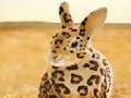 Jeu Spotted rabbit slide puzzle