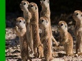 Jeu Shy meerkat family slide puzzle