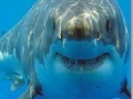 Jeu Shark Jigsaw