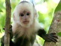 Jeu Monkeys hidden numbers