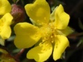 Jeu Flowers