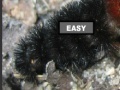 Jeu Puzzle hairy caterpillar