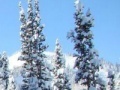 Jeu Hidden targets snowy forest