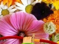 Jeu Hidden Honey Bee
