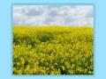 Jeu Flower fields Jigsaw