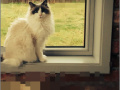 Jeu RePixel Find a Cat 