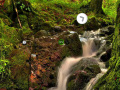 Jeu Bushland Escape