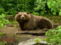 Jeu Bavarian Forest Escape