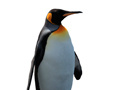 Jeu Penguin Painting: Coloring For Kids