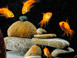 Jeu Habitats pour animaux: Trouver des objets 