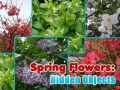 Jeu Spring Flowers: Hidden Objects