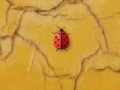 Jeu Time 4 ladybug