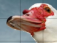 Jeu Red beak