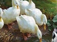 Jeu Duck family