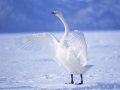 Jeu Graceful Swans