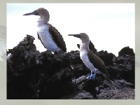 Jeu Marine birds