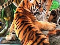 Jeu Funny tigers