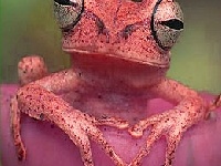 Jeu Red frog