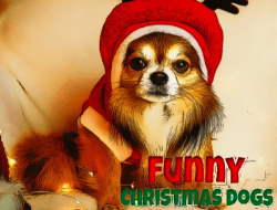 Jeu Chiens de Noël drôles 