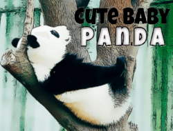 Jeu Bébé panda mignon 