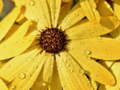 Game Flower Petals Raindrop Jigsaw