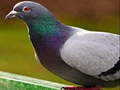 Game Pigeon Jigsaw Puzzle