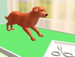 Jeu S'occuper d'un animal 