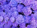 Jeu Hidden Stars Flowers