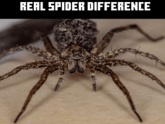 Jeu Real Spider Difference