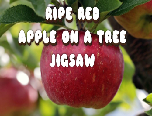 Jeu Apple rouge mûr sur un arbre à puanteur .