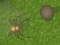 Jeu Crazy Armadillo