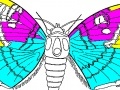 Jeu Coloring 5 butterfly