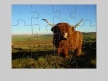 Jeu Highland Cow Jigsaw