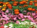 Jeu Hidden Hearts Flowers
