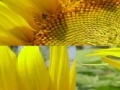 Jeu Sunflower Photo Puzzle
