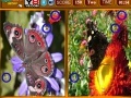 Jeu Butterfly Similarities Game